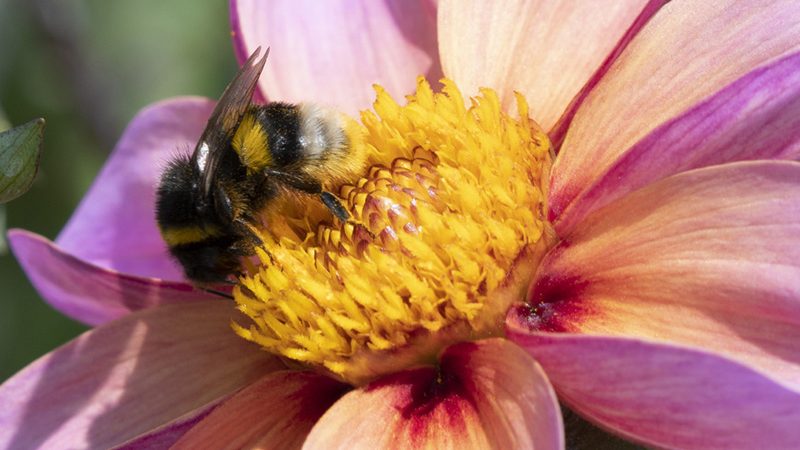 sf_beewise