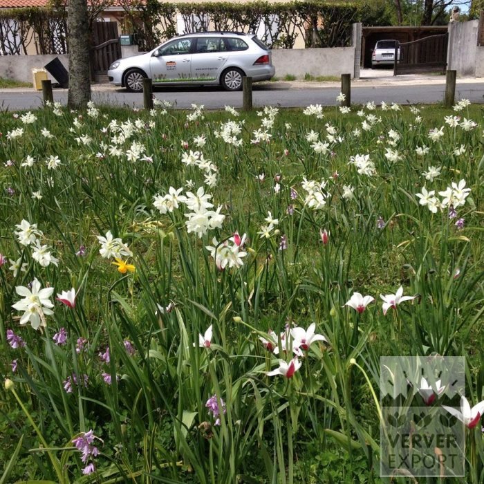 Kits 'Flora Music' © (11316) - Image 4