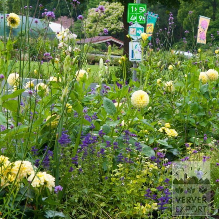 Summer Trams Verver 'Lemon and Lime' © / 5 m² (29313)