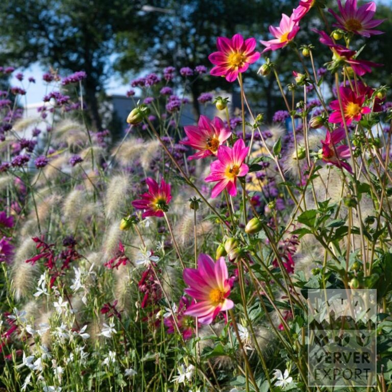 Summer Trams Verver 'Papillon Pink Explosion' © / 9 m² (29352) - Image 2