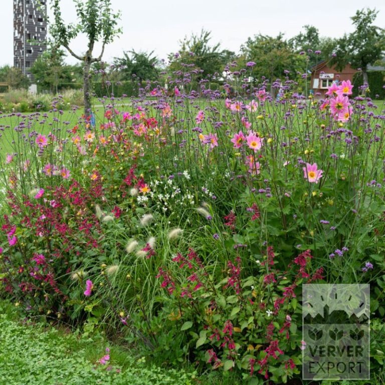 Summer Trams Verver 'Papillon Pink Explosion' © / 9 m² (29352)