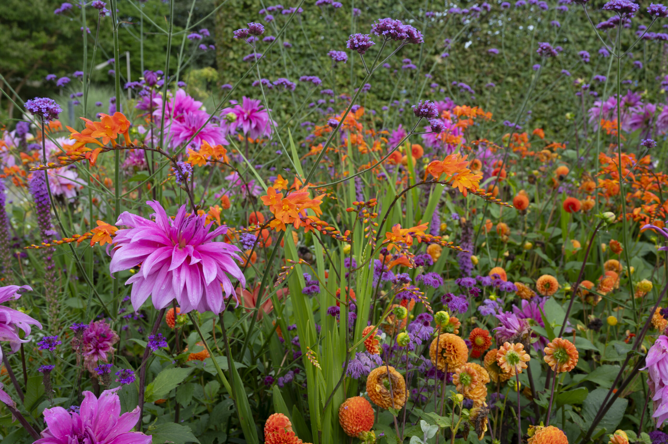 Dahlia leading in summer zomertram dahlia's