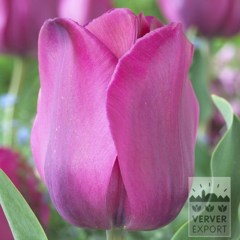 Tulips 'Don Quichotte' (12129)