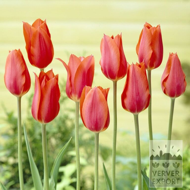 Tulips 'Temple of Beauty' (12221)