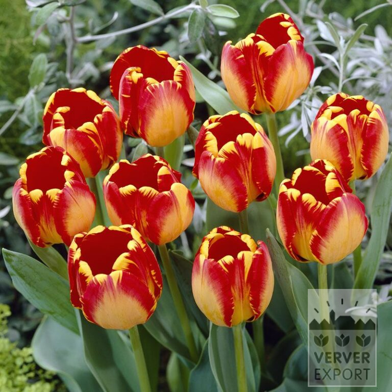 Tulips 'Banja Luka' (12516)