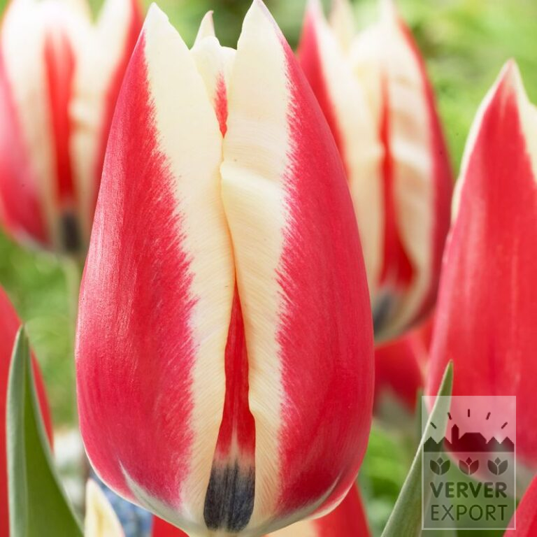 Tulips 'Spring Surprise' (12564)