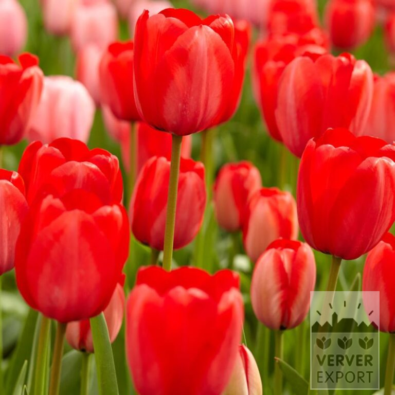 Organic bulbs bio Tulipa 'Red Impression' (12624)