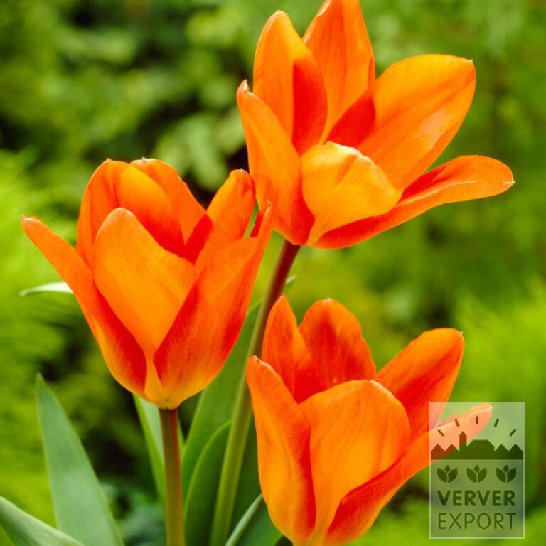 Tulips 'Orange Princeps' (12762)
