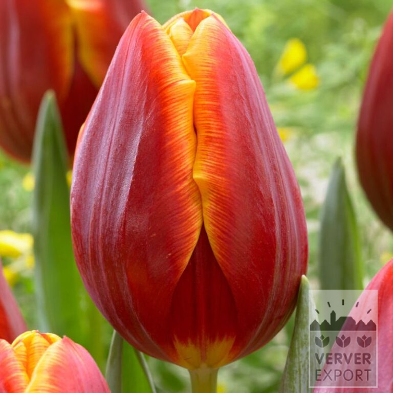 Tulips 'Devenish' (12777)