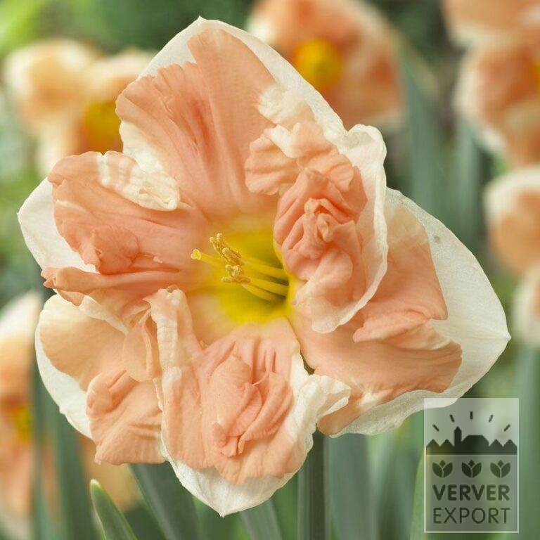 Narcissus 'Apricot Whirl' (15099)