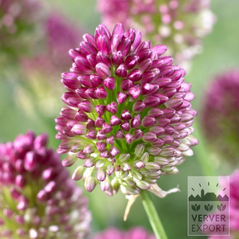 Organic bulbs bio Allium sphaerocephalon (16605)
