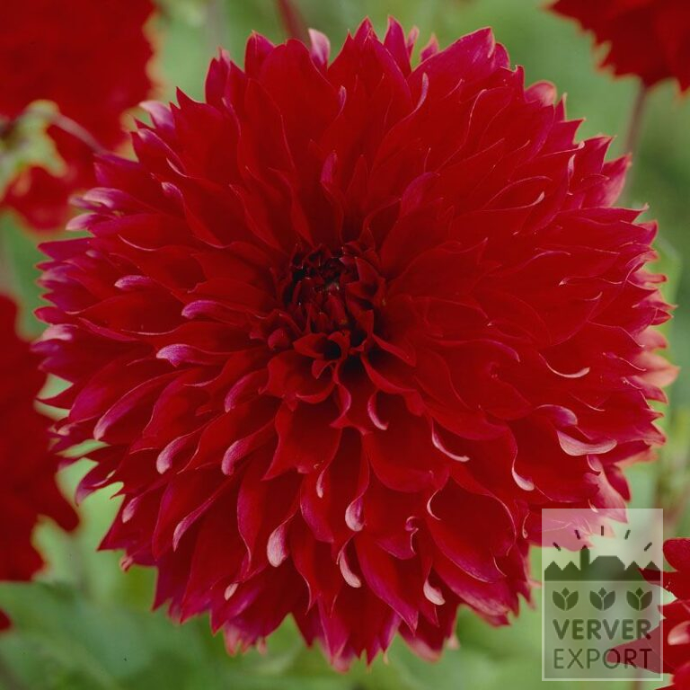 Dahlia Fubuki Red (22163)
