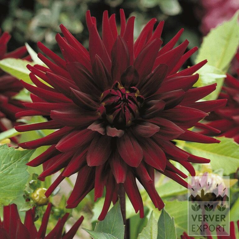 Dahlia Precultivated 'Chat Noir' (29243)