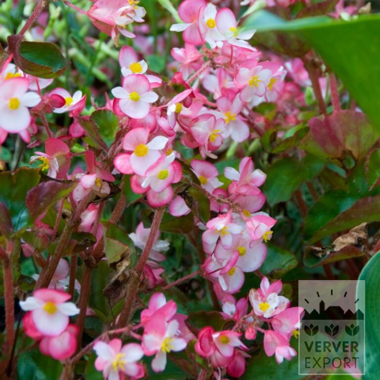 Begonia Precultivated 'Braveheart'® Rose Bicolor (30017)