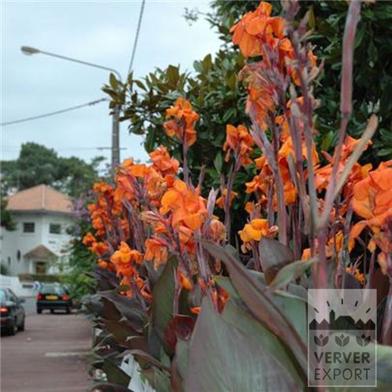 Canna 'Wyoming' (27017) - Image 2