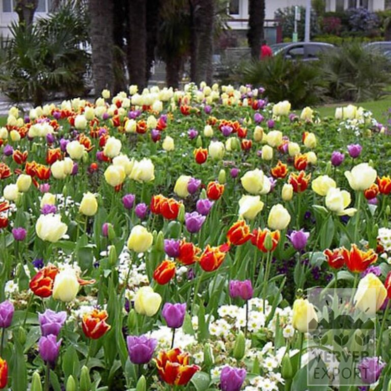 Tulips 'Davenport' (12228) - Image 3