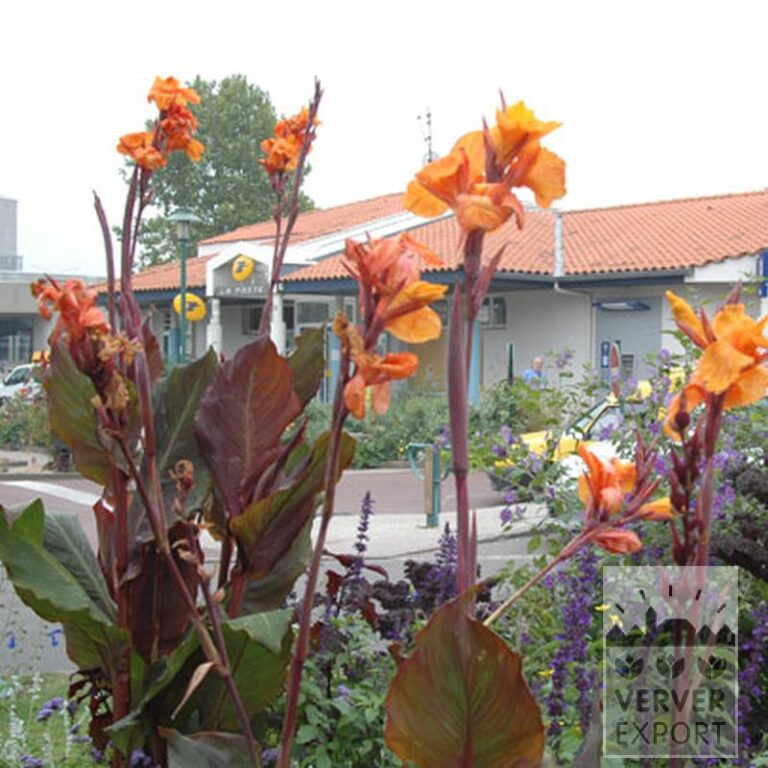 Canna 'Wyoming' (27017) - Image 4