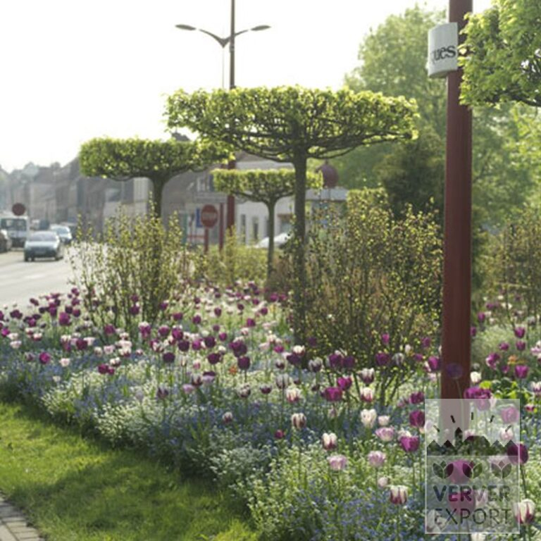Mixture Verver 'Violet Sky' © (11130) - Image 3