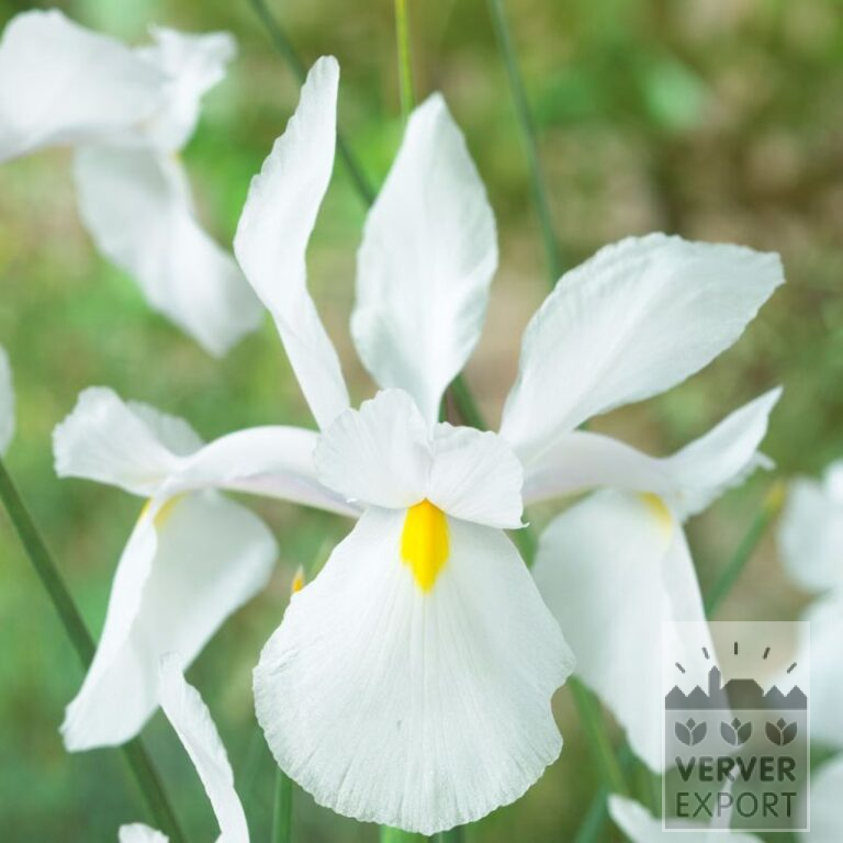Dutch Iris 'Casablanca' (36073) - Image 2